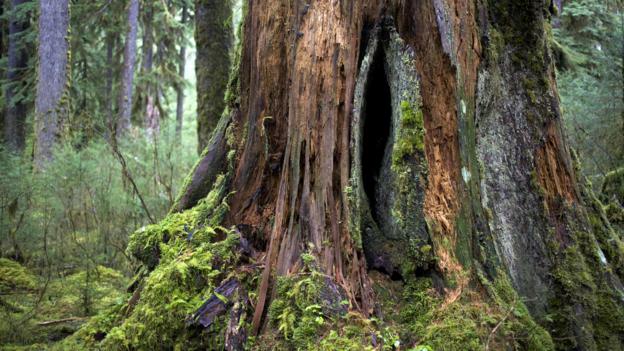 BBC - Travel - The quietest place in the US