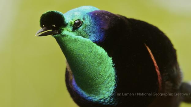 Bbc Earth The Mysterious Dating Dances Of The Birds Of