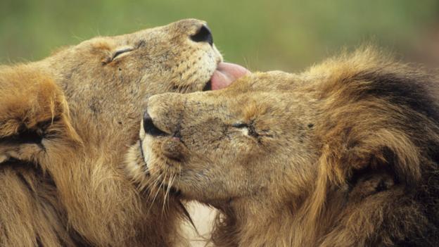 Image result for animals which exhibit homosexual behavior