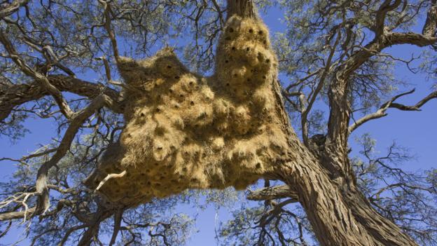 Bbc Earth The 16 Most Amazing Nests Built By Birds