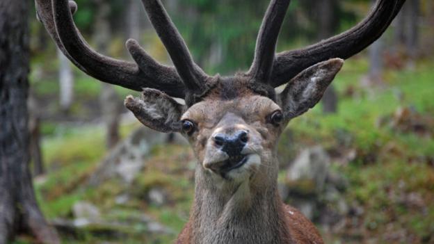 BBC - Earth - 12 of the funniest animal faces