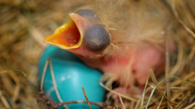 Bbc Earth The 13 Birds With The Most Amazing Eggs