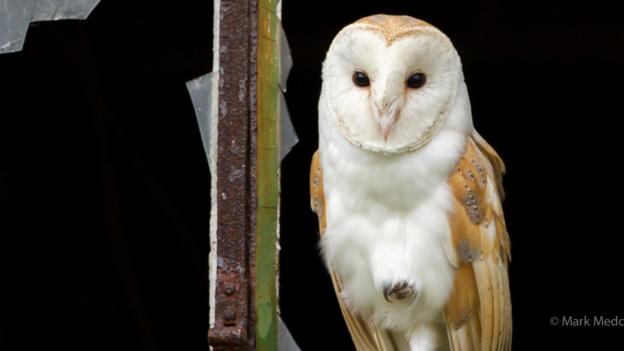 Bbc Earth Celebrating The Barn Owl For Our National Bird