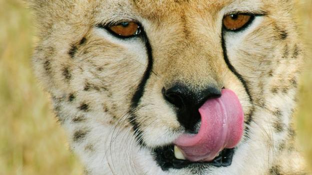BBC - Earth - Raw meat diet could combat cheetah health problem