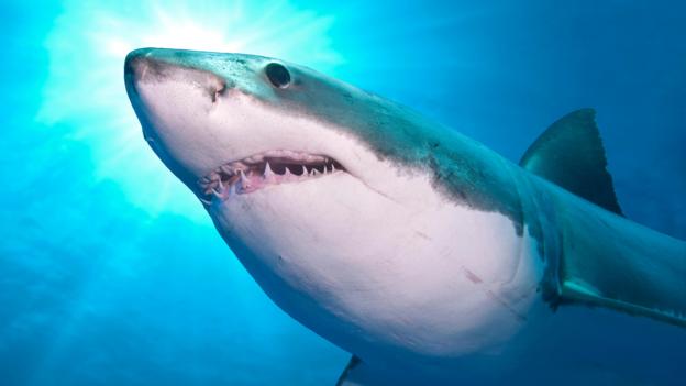 It is believed that sharks have a range of up to 500 meters in which they can detect the scent of their prey. BBC - Earth - Sharks' blood gives them turbo speed