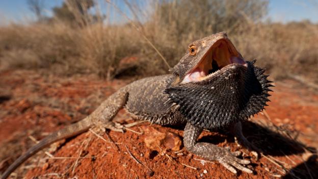 Bbc Earth Ten Real Life Animals That Are Dragons