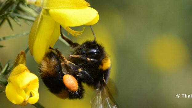 Bbc Earth Spring Sees Big Bumblebee Buzz