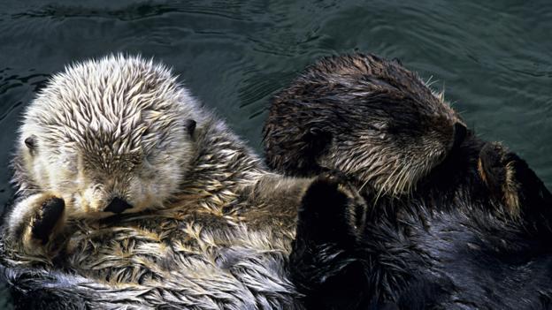 Bbc Earth Animals Extraordinary Sleeping Strategies