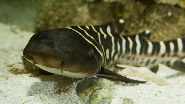 Snake like freshwater aquarium fish
