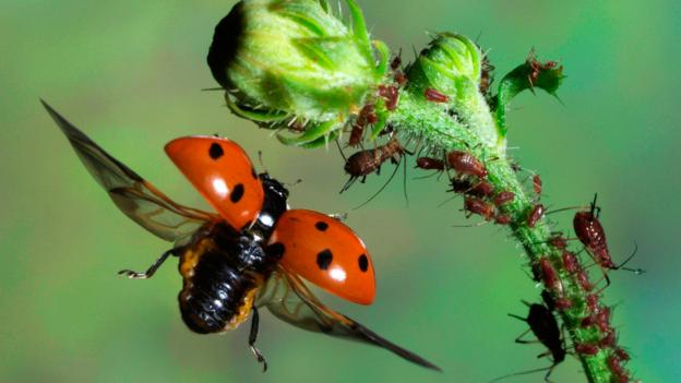 Bbc Earth Pretty Ladybirds Are Disease Ridden Cannibals