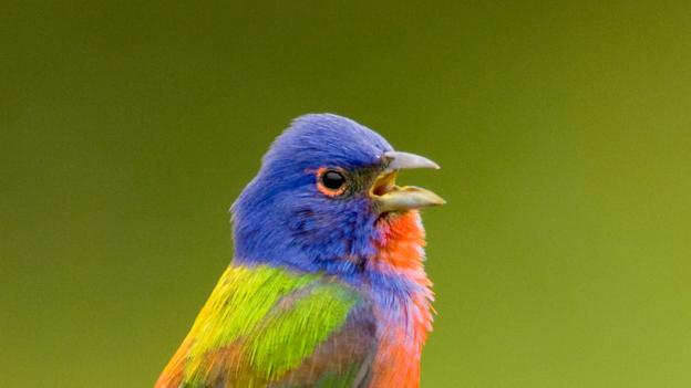 Bbc Earth Language And Birdsong May Use The Same Brain