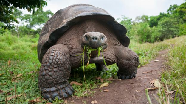 BBC - Earth - The truth about giant tortoises