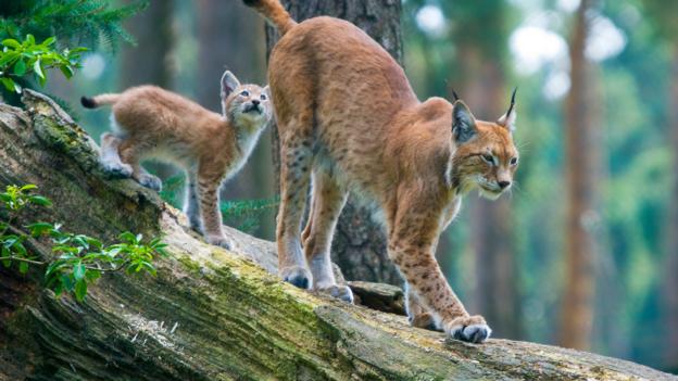 Bbc Earth The Rewilding Plan That Would Return Britain