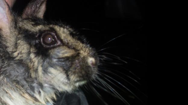 BBC - Earth - Rare glimpse of elusive rabbit in Vietnam