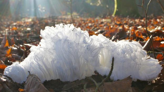 Bbc Earth Mysterious Hair Ice Is Formed By Fungus