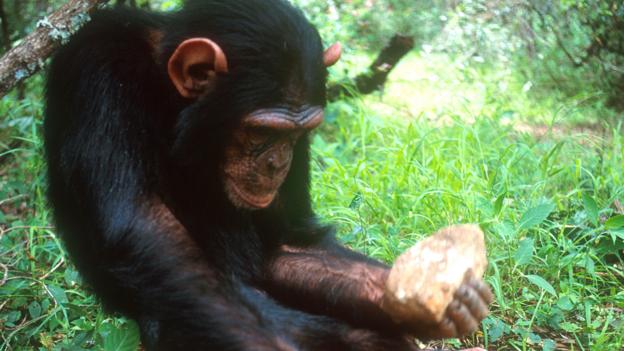 Bbc Earth Chimpanzees And Monkeys Have Entered The Stone Age