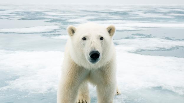 Bbc Earth The Truth About Polar Bears