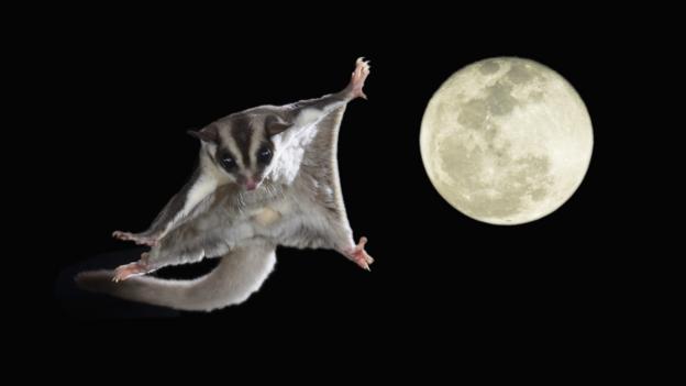 BBC Earth Amazing film of flying possum
