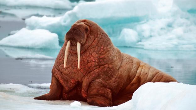 bbc-earth-the-fattest-animal-on-earth