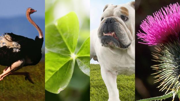 Bbc Earth The Lucky Wildlife Mascots Of The Rugby World Cup