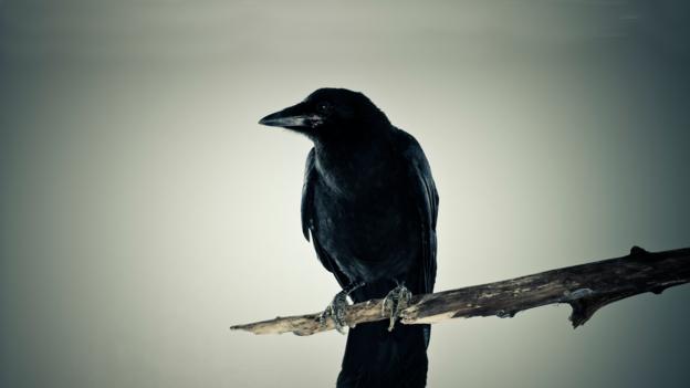 crow s