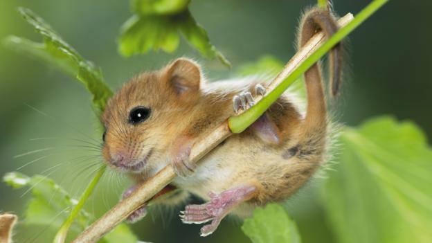 BBC - Earth - Japanese inspired bridge sparks hope for Britain's dormouse