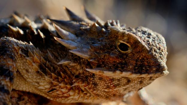 Bbc Earth If It Has To A Horned Lizard Can Shoot Blood