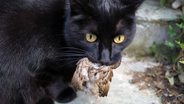 Bbc Earth Which Animal Is The Deadliest Hunter On The