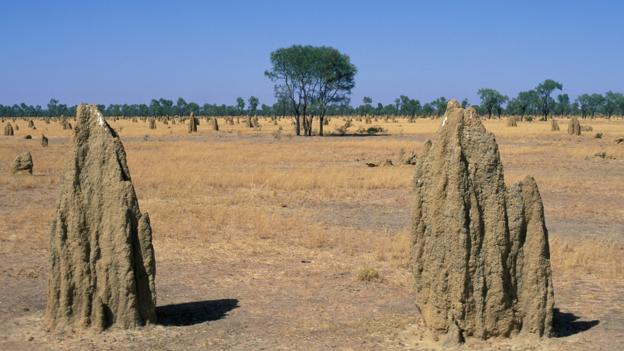 Bbc Earth 12 Nests You Won T Believe Were Made By Insects