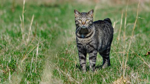 BBC Earth Why the cats on one British island have lost their tails