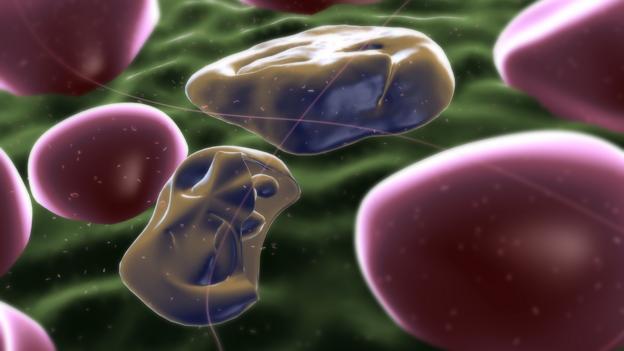 BBC - Earth - The surprising origin of humanity&rsquo;s most deadly disease