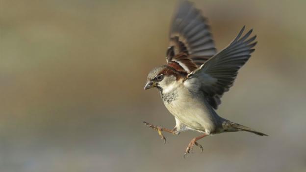 Bbc Earth The Reasons Why Bird Wings Are So Amazing