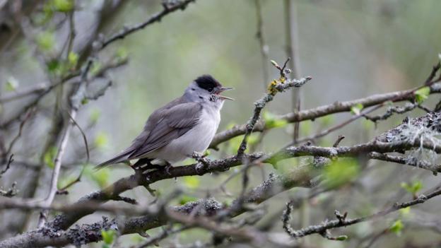 Bbc Earth Listen To One Of The Best Dawn Choruses In Britain - 