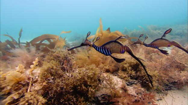 Bbc Earth Sea Dragons In Beautiful Dance