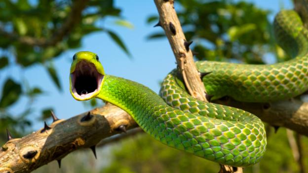 Bbc Earth Almost All Snakes Have The Same Mindboggling