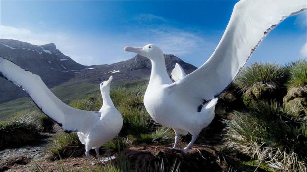 Bbc Earth Albatrosses Spend 50 Years Together