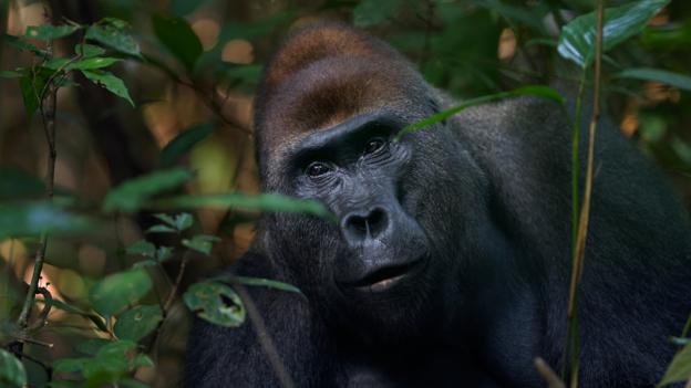 Bbc Earth Are Gorillas A Danger To People