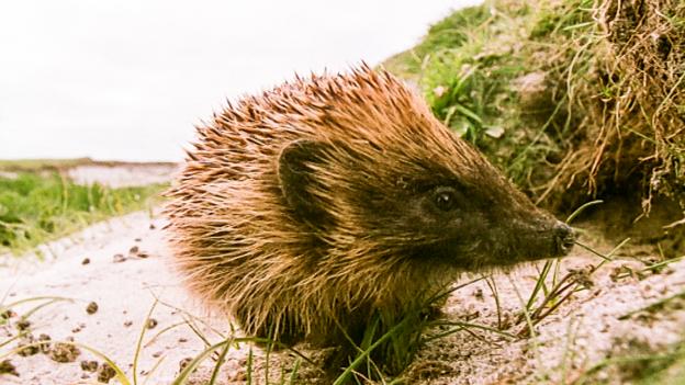 BBC - Earth - An invasion of hedgehogs