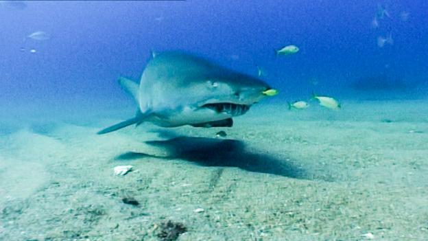 BBC - Earth - Shark babies eat each other