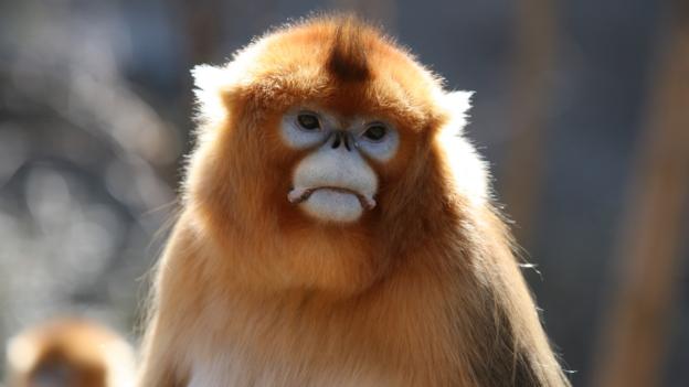Bbc Earth When Monkeys Lose A Friend They Grieve For Hours
