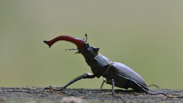 Bbc Earth Seven Awesome And Rare British Insects To Spot