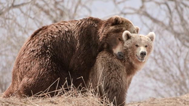 Bbc Earth We Have The Wrong Idea About Males Females And Sex