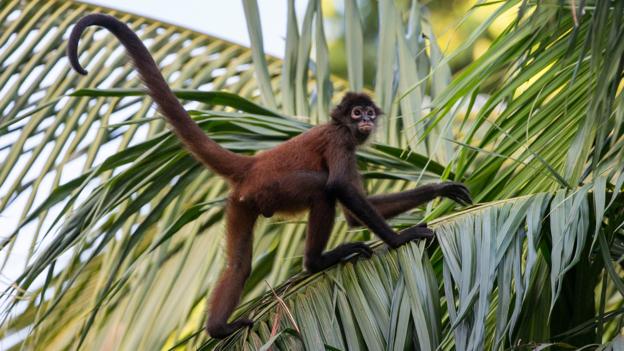 Bbc Earth The Monkeys And Apes That Brave Hurricanes And