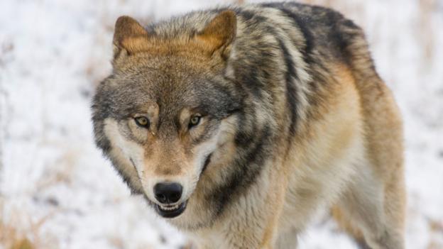Bbc Earth The Real Origin Of North America S Wolves