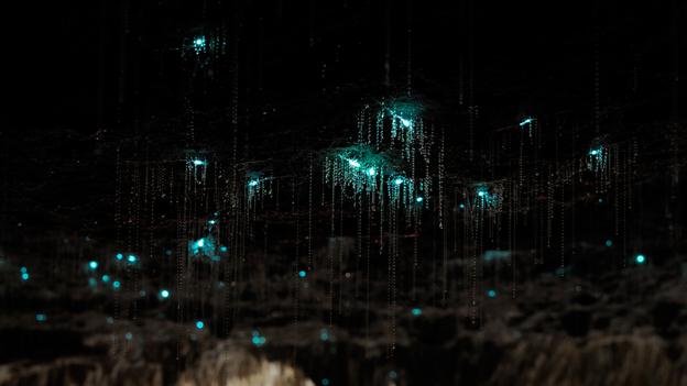 Bbc Earth New Zealand S Waitomo Cave Is Illuminated By A