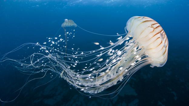 Bbc Earth Are Swarms Of Jellyfish Taking Over The Ocean