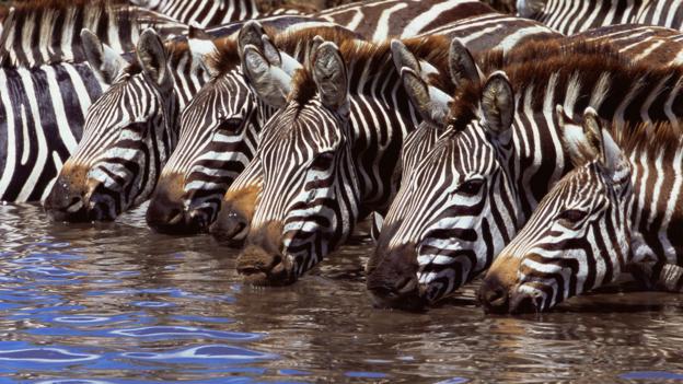 BBC - Earth - The creatures that can survive without water for years