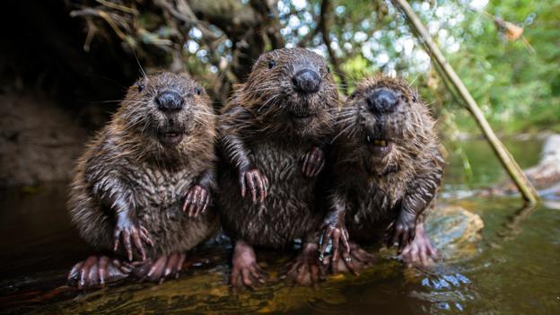 Beavers are back in the UK and they will reshape the land