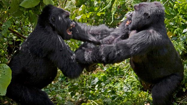 silverback vs gorilla grodd