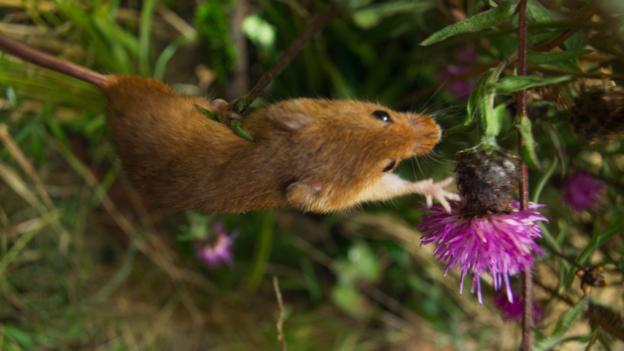 Bbc Earth How Grass Has Shaped The Fortunes Of Earth S